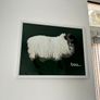 Blackface Mountain Sheep Achill, 2D framed 16 x 12 inch Image 4