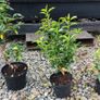 Quality Portuguese Laurel in sizes from 3 euro Image 6