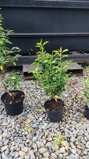 Quality Portuguese Laurel in sizes from 3 euro