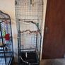 Bird Cage Image 2