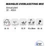 (D) Mangles Everlasting Seeds 0.5g Paper Daisy (185301) Image 3
