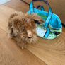 Dog stuffed animal in bag Image 8