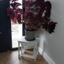 Coleus House Plants Image 7