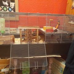 Hamster cage + full hamster kit
