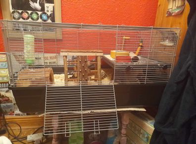 Hamster cage + full hamster kit
