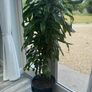 Indoor Plant Image 3