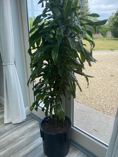 Indoor Plant