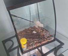 fish tank