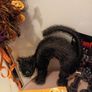 halloween bundle Image 6