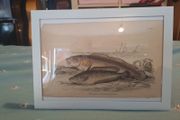 Antique fish prints 1840
