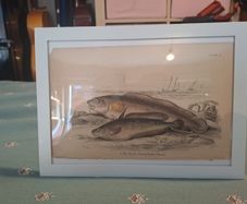 Antique fish prints 1840