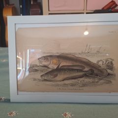Antique fish prints 1840