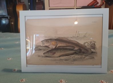Antique fish prints 1840