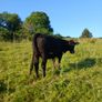 In calf heifers Image 9