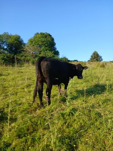 In calf heifers
