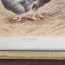 Beautiful Poltry Print Nicely Framed In Good Condition. See Photos For Same. Image 7