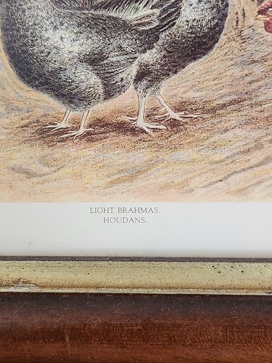Beautiful Poltry Print Nicely Framed In Good Condition. See Photos For Same.