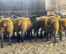Ewe lambs
