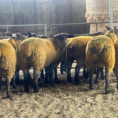 Ewe lambs