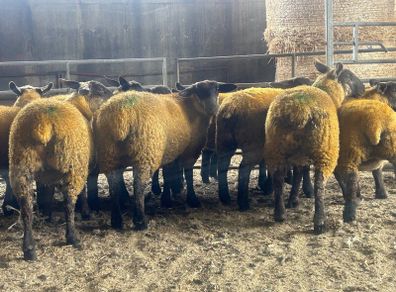 Ewe lambs