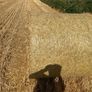 Spring barley straw 4x4 Image 2