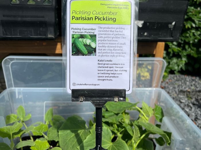 Cucumber Plants (4 different varieties for greenhouses, polytunnels, outdoors, pots, containers)