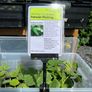 Cucumber Plants (4 different varieties for greenhouses, polytunnels, outdoors, pots, containers) Image 4