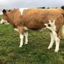 Incalf heifers @ Macroom mart on Sat. next 17th. Image 5