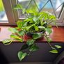 Devil's Ivy plant Image 2