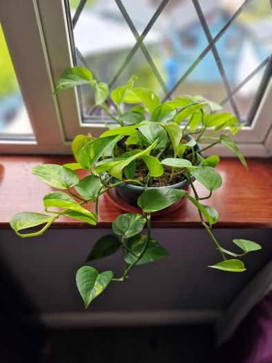 Devil's Ivy plant