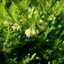 Lonicera pileata Honeysuckle Plant Image 3