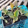 Foxglove Seeds / Foxglove Plants Image 4