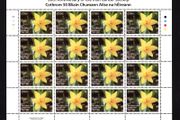 2013 Ireland 50th Anniversary of Irish Cancer Commemorative Stamp Sheetlet Plate 1A1A1A1A Mint Never Hinged (MNH)