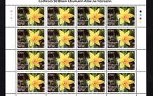 2013 Ireland 50th Anniversary of Irish Cancer Commemorative Stamp Sheetlet Plate 1A1A1A1A Mint Never Hinged (MNH)