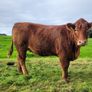InCalf 4 & 5 Star Stabiliser X Heifers Image 2