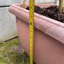 plant Image 3