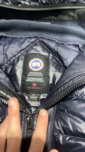 canada goose
