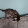 Kittens Image 5