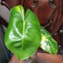 No.8 Philodendron Burle Marx Variegated Image 2