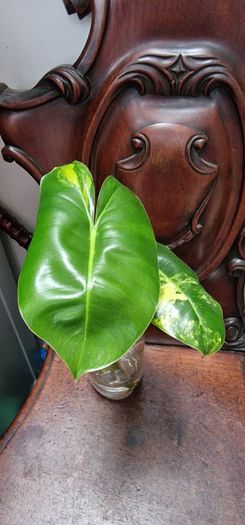 No.8 Philodendron Burle Marx Variegated