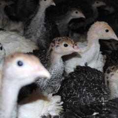 Turkeys (poultry)