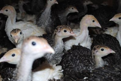 Turkeys (poultry)