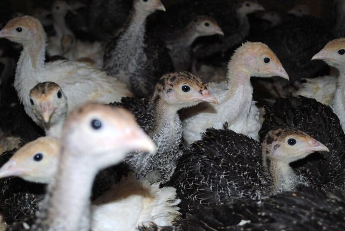 Turkeys (poultry) Delivery Dates