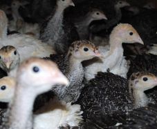 Turkeys (poultry) Delivery Dates