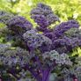 Seeds to plant in April from 1 euro Image 6