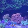 Red sea reefer g2 250 xxl Image 4