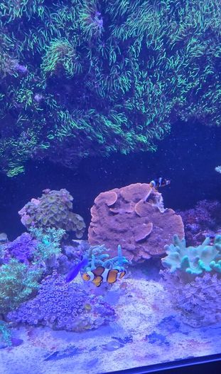 Red sea reefer g2 250 xxl