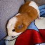 Guinea Pig Image 2