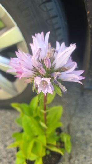 Campanula glomerata 'Emerald'