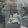 large bird cage, new with accessories Image 2